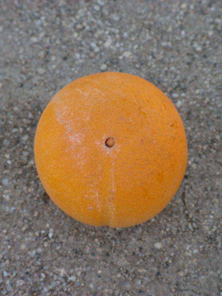              Fruit (Riverside, CA)       